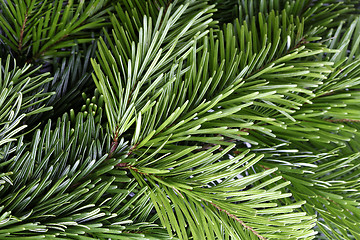 Image showing Green fir branch