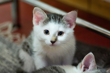 Image showing Kittens