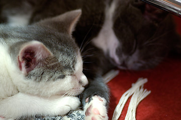 Image showing Kittens