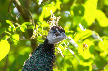 Image showing Peacock