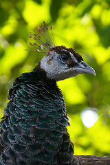 Image showing Pavo cristatus