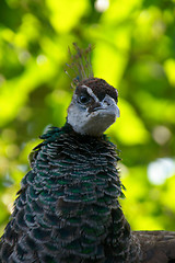 Image showing Pavo cristatus