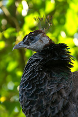 Image showing Peacock