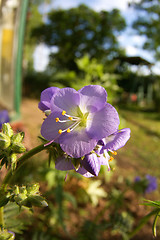 Image showing Blossoms