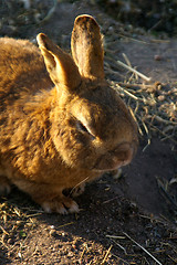 Image showing Rabbit