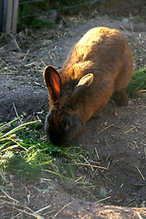 Image showing Rabbit