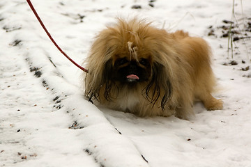 Image showing Tibetan Spaniel