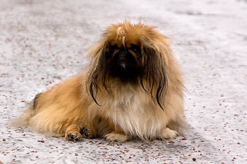 Image showing Tibetan Spaniel