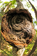 Image showing Polypore