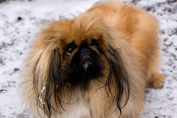 Image showing Tibetan Spaniel