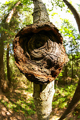 Image showing Polypore