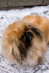 Image showing Tibetan Spaniel