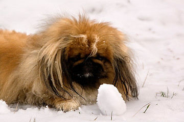 Image showing Tibetan Spaniel