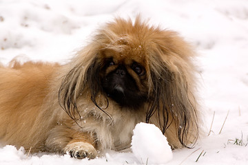 Image showing Tibetan Spaniel