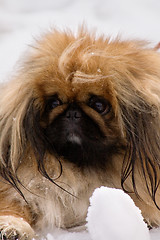 Image showing Tibetan Spaniel