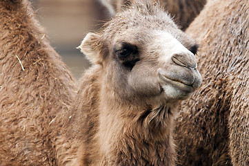 Image showing Bactrian camel