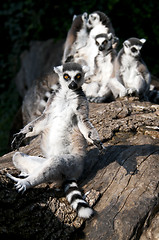 Image showing Ring-tailed lemur (Lemur catta)