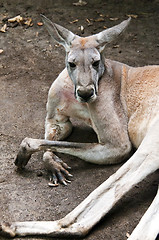 Image showing Red kangaroo