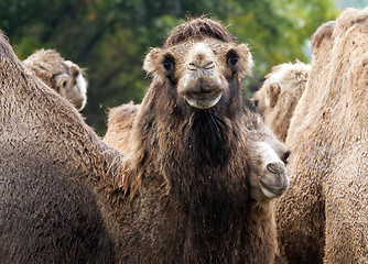 Image showing Bactrian camel