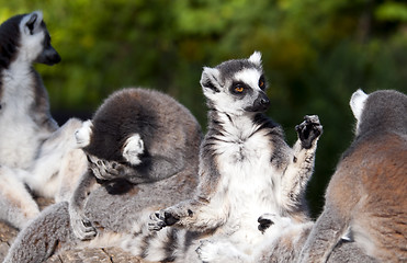 Image showing Ring-tailed lemur (Lemur catta)