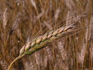 Image showing wheat