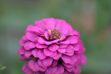 Image showing red little flowers