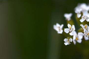 Image showing white flowers