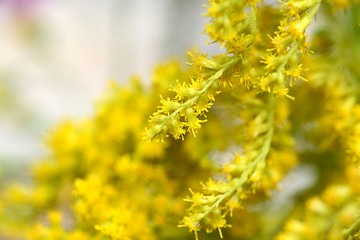 Image showing Close up of yellow flower