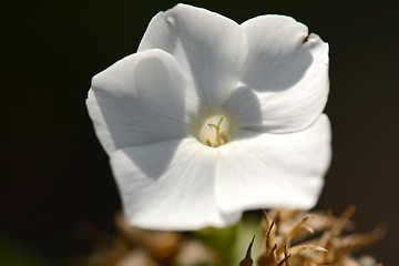 Image showing Close up image of white flower