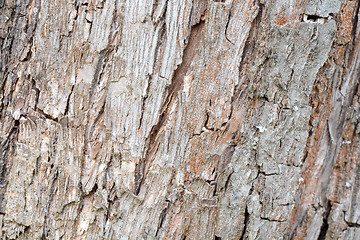 Image showing Old Wood Tree Texture Background Pattern