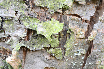 Image showing cracked wood board