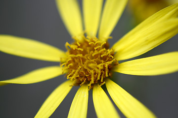 Image showing Close up of yellow flower, macro