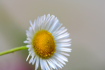 Image showing Small sunny chamomile flowers close-up