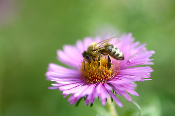 Image showing Bee and flower, close up