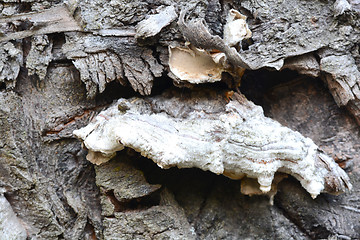 Image showing Wooden texture