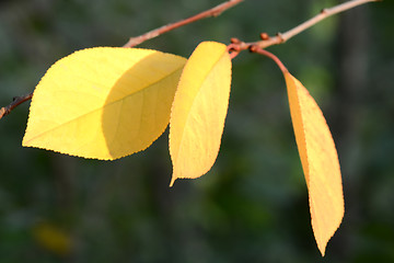 Image showing Background group autumn orange leaves. Outdoor.