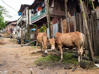 Image showing Village road in Myeik, Myanmar