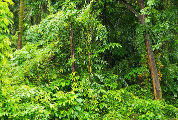 Image showing Tropical rainforest in Myanmar
