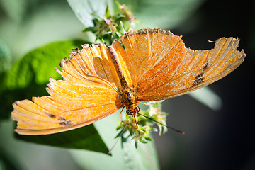 Image showing Julia Heliconian Dryas Julia