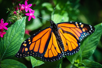 Image showing Monarch Danaus Plexippus