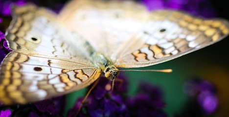 Image showing White Peacock Anartia Jatrophae