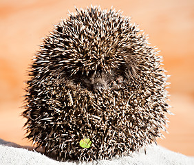 Image showing hedgehog ball