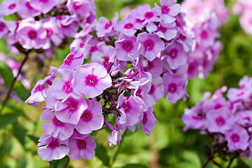 Image showing phloxes bunch flowers