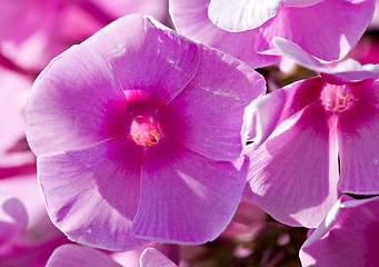 Image showing phlox flower