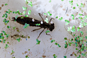 Image showing dragonfly big larva