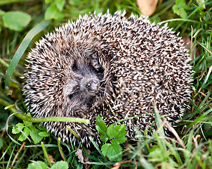 Image showing hedgehog ball in green grass