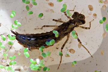 Image showing dragonfly big larva