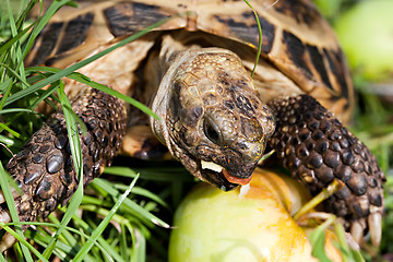 Image showing tortoise eating apple