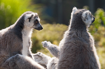 Image showing Ring-tailed lemur (Lemur catta)