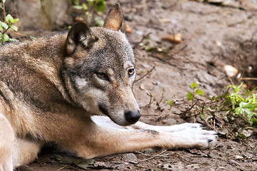 Image showing Wolf